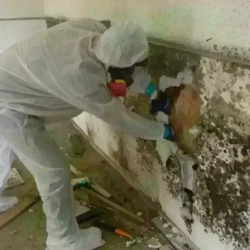 Mold Remediation and Removal in Ashland City, TN